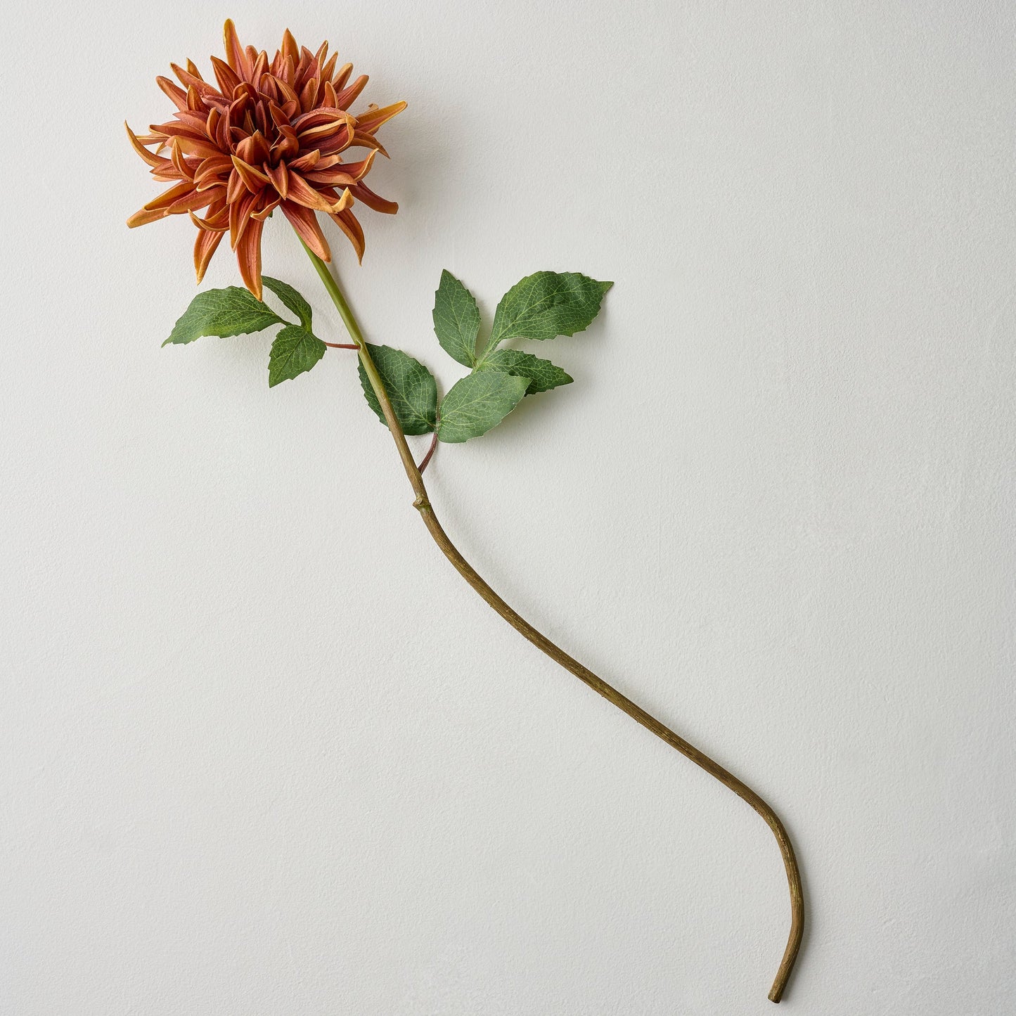 Autumnal Dahlia
