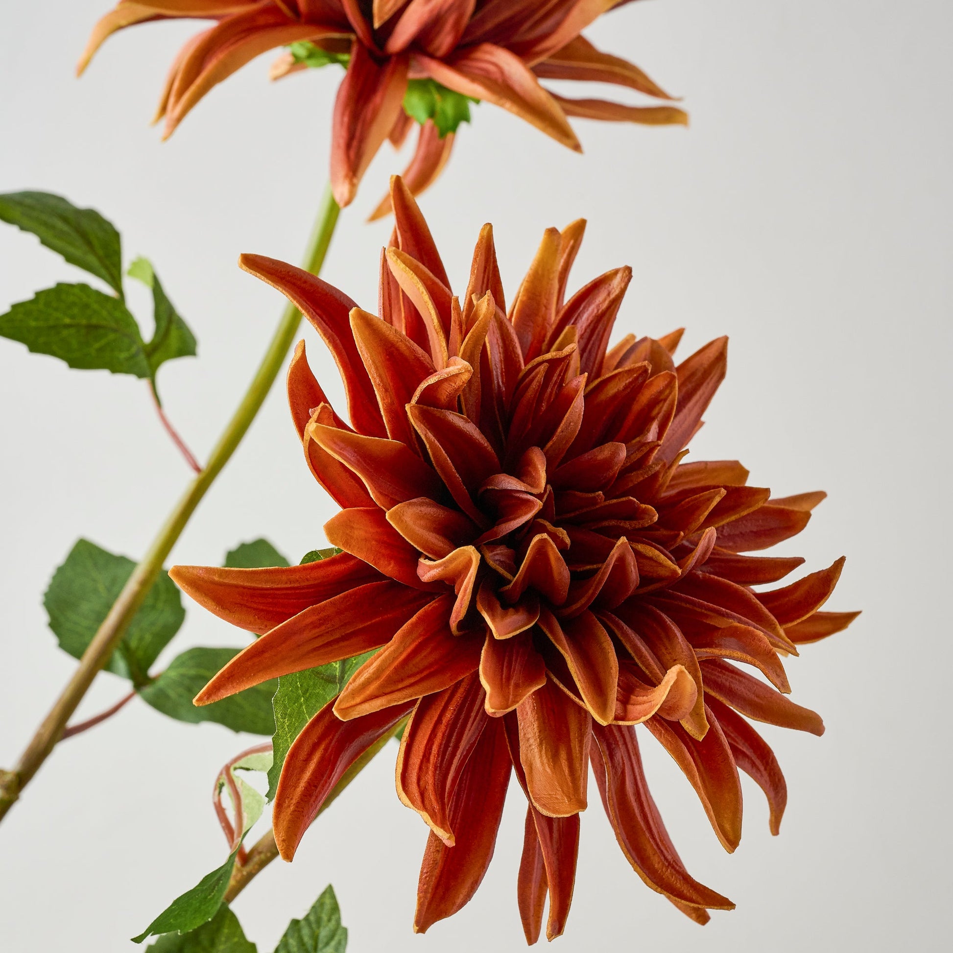 Autumnal Dahlia