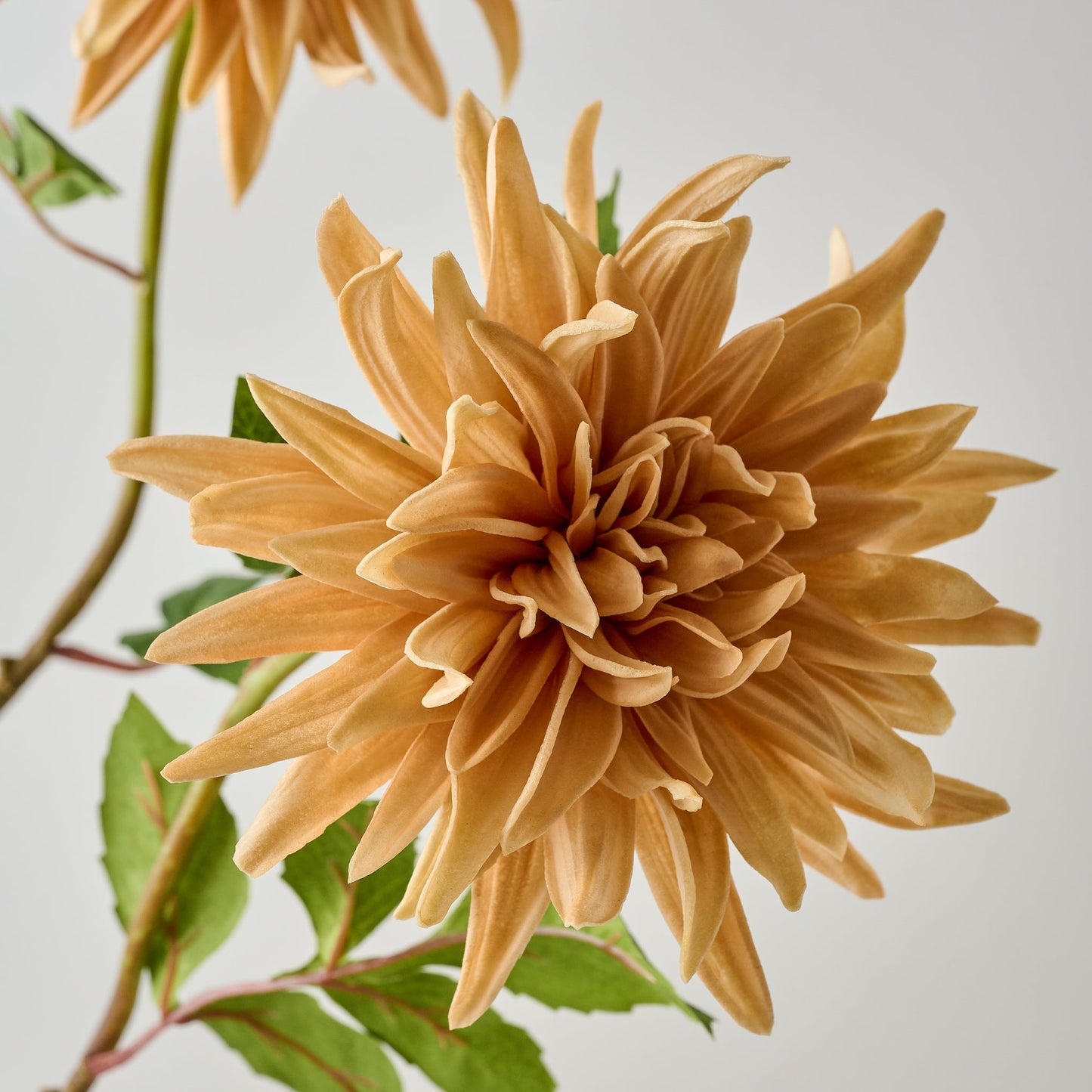 Autumnal Dahlia