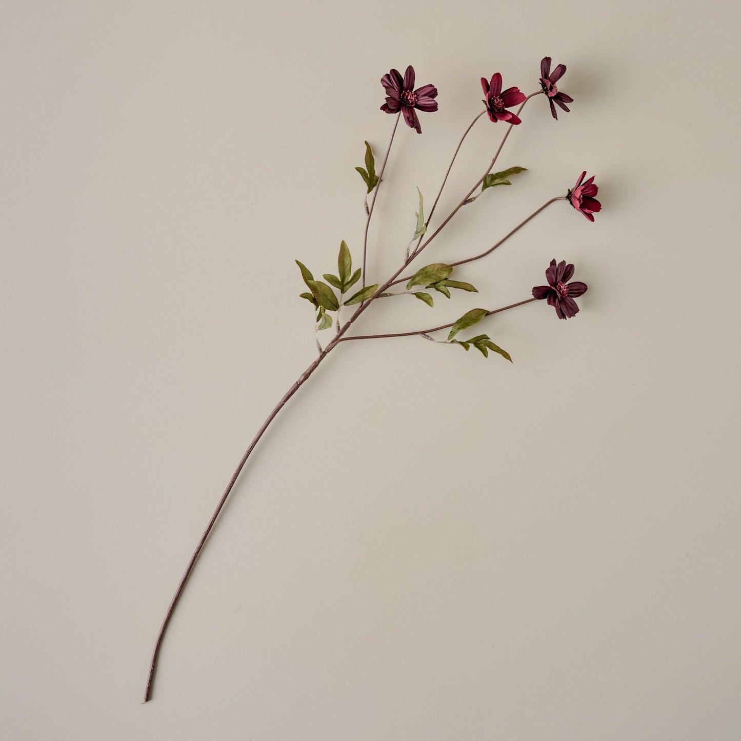 Burgundy Cosmos and Nadine Ceramic Pitcher Vase Pairing