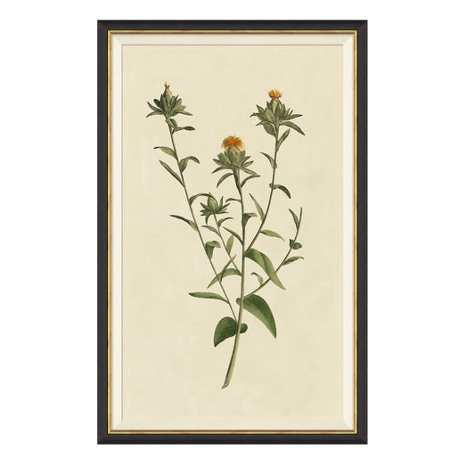 Vintage Botanical Study I