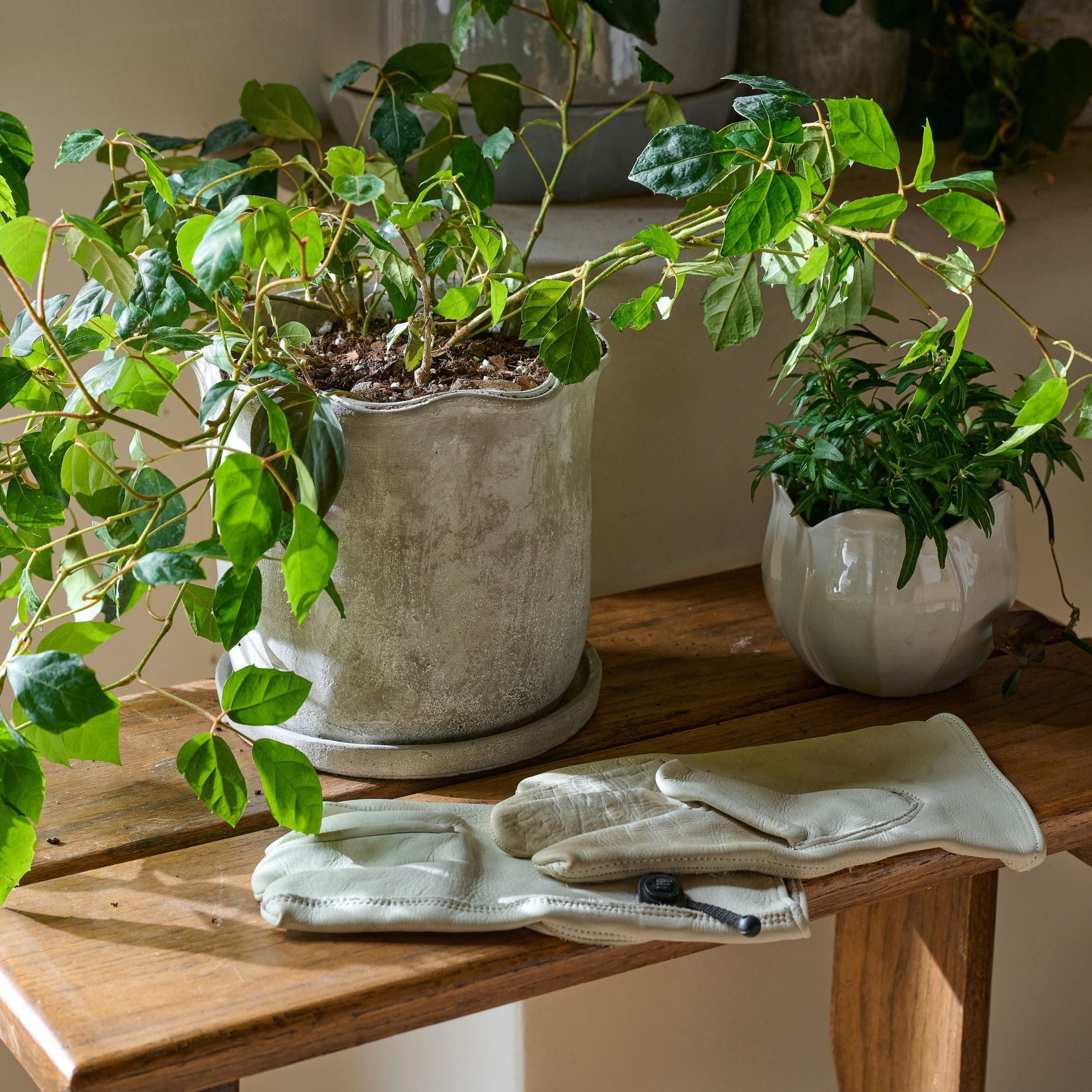 Alice Scalloped Cement Planter