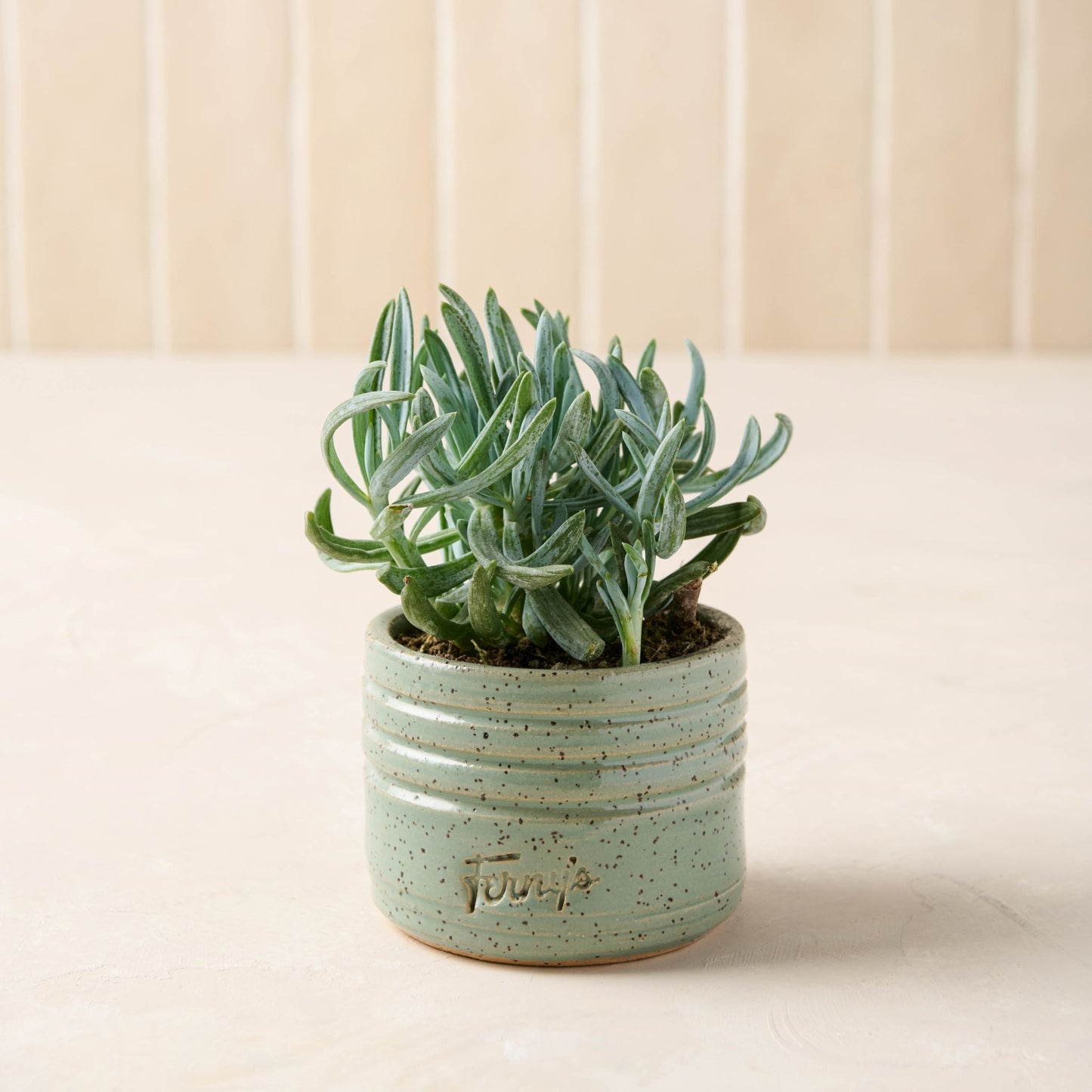 Black Oak Ferny's Small Blue Speckle Planter