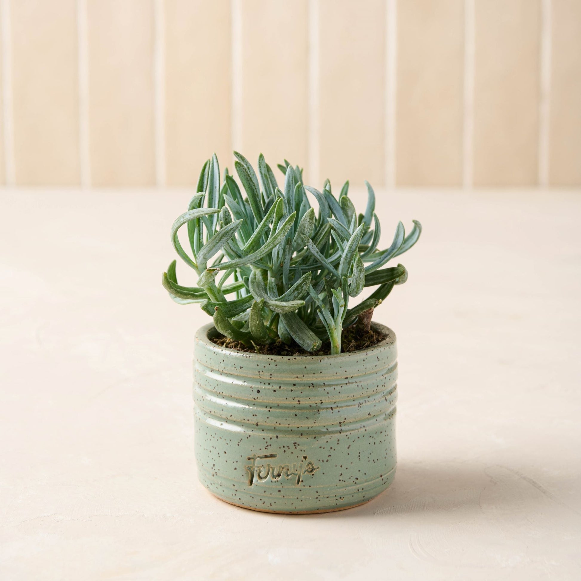 Black Oak Ferny's Small Blue Speckle Planter